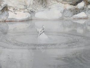 beppu011