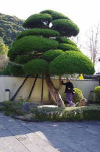 beppu029