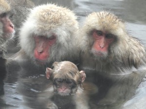image009
