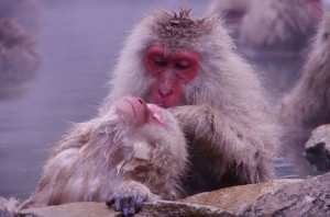 image033