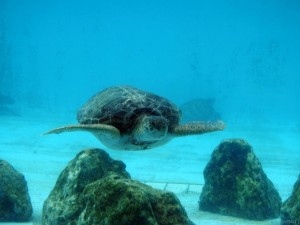 ocean027b