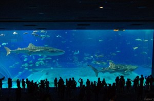 ocean016b