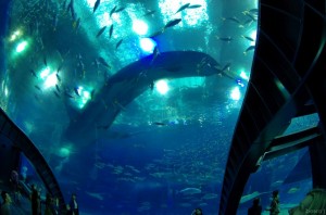 ocean016e