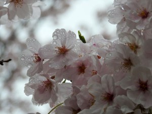 tokyo w011
