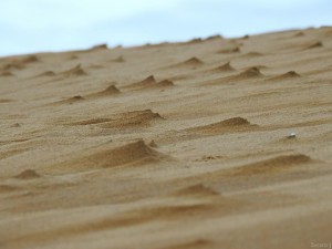 totto016